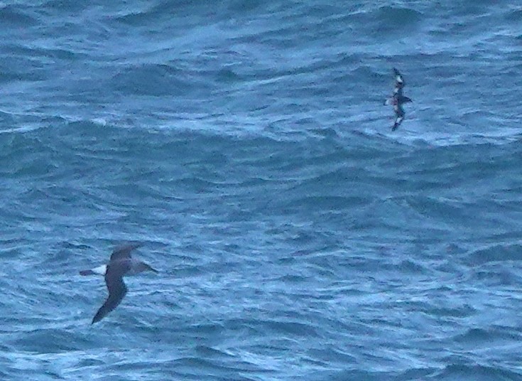 Pintado Petrel - ML646681059