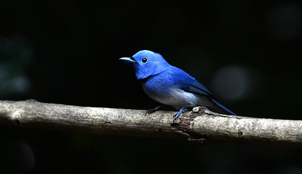 Black-naped Monarch - ML646681060