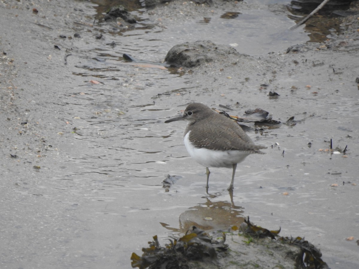 Common Sandpiper - ML646681061