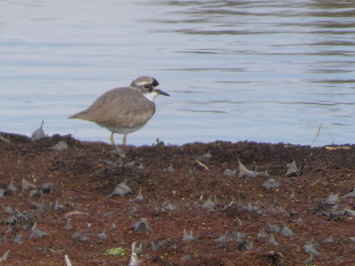 Пісочник усурійський - ML646681062