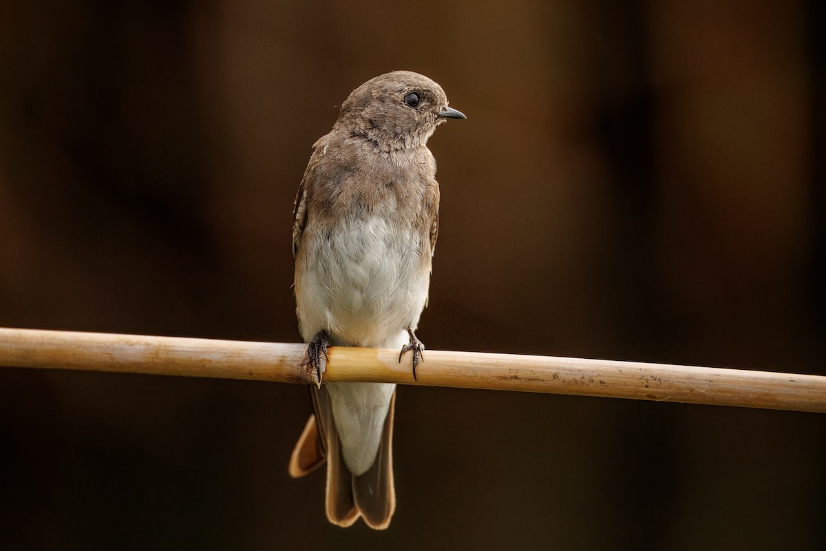 Plain Martin - ML646681063