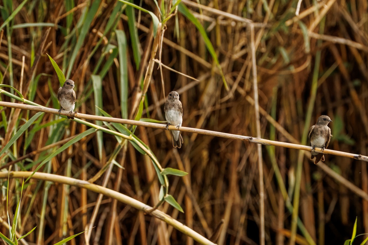 Plain Martin - ML646681064