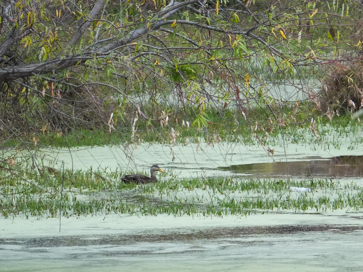 Mexican Duck - ML646681065