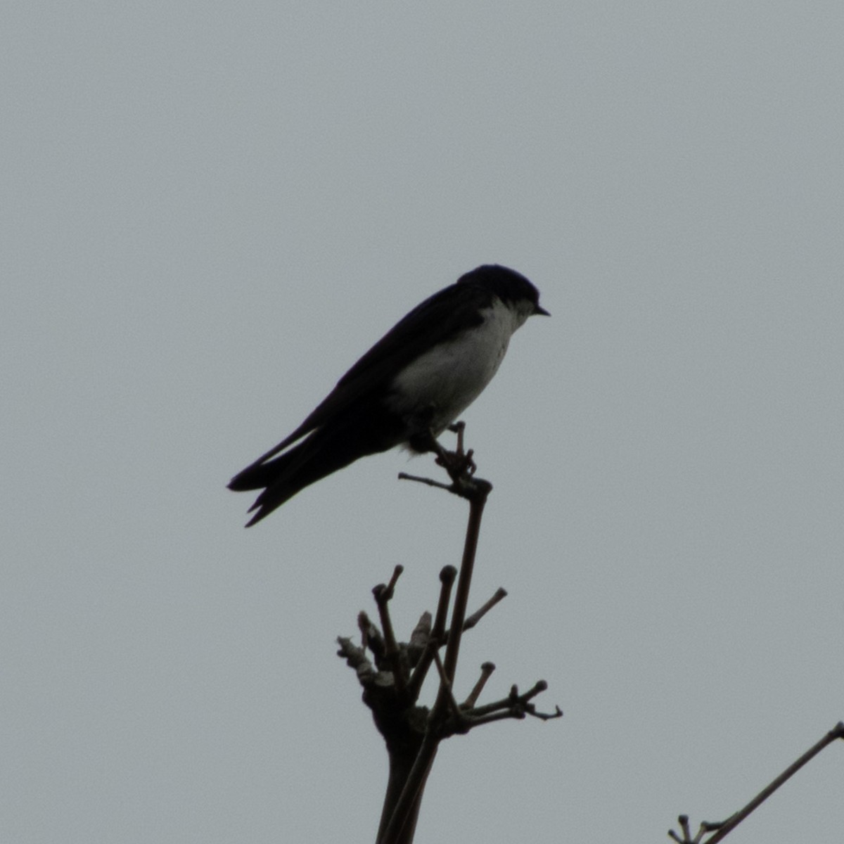 Gray-breasted Martin - ML646681066