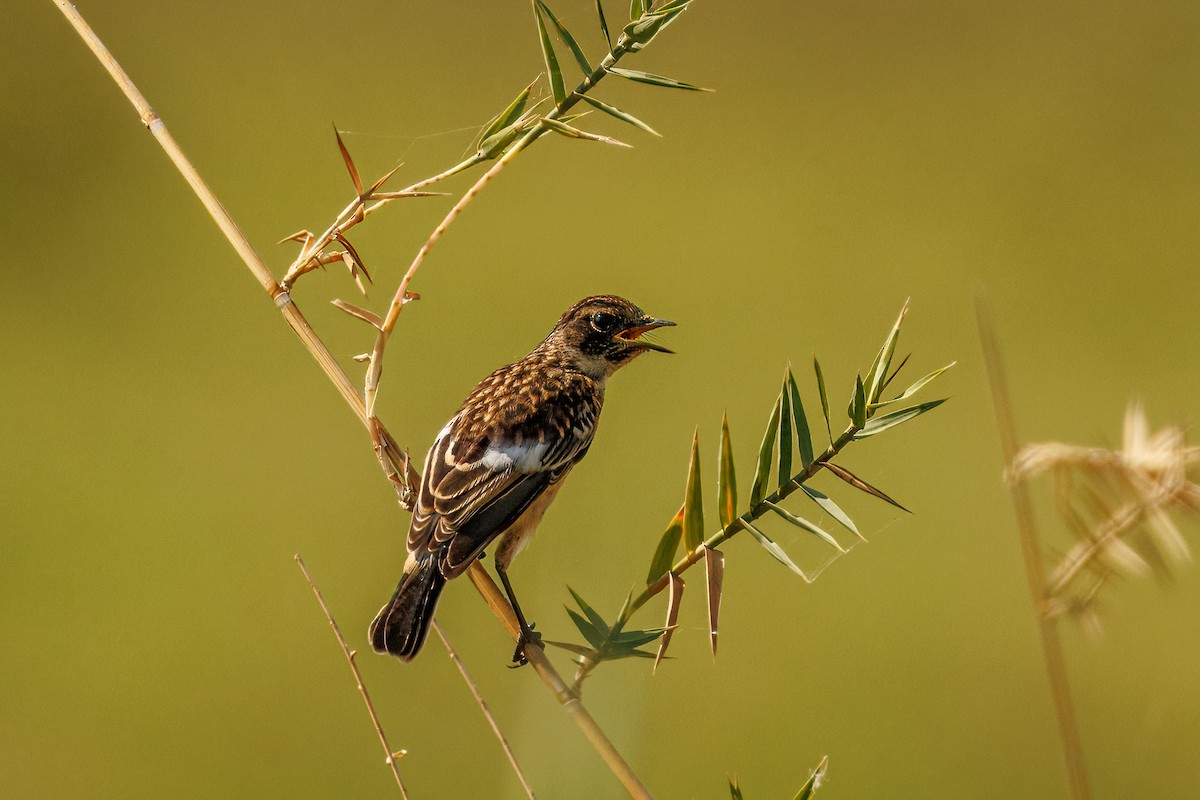 African Stonechat (African) - ML646681067