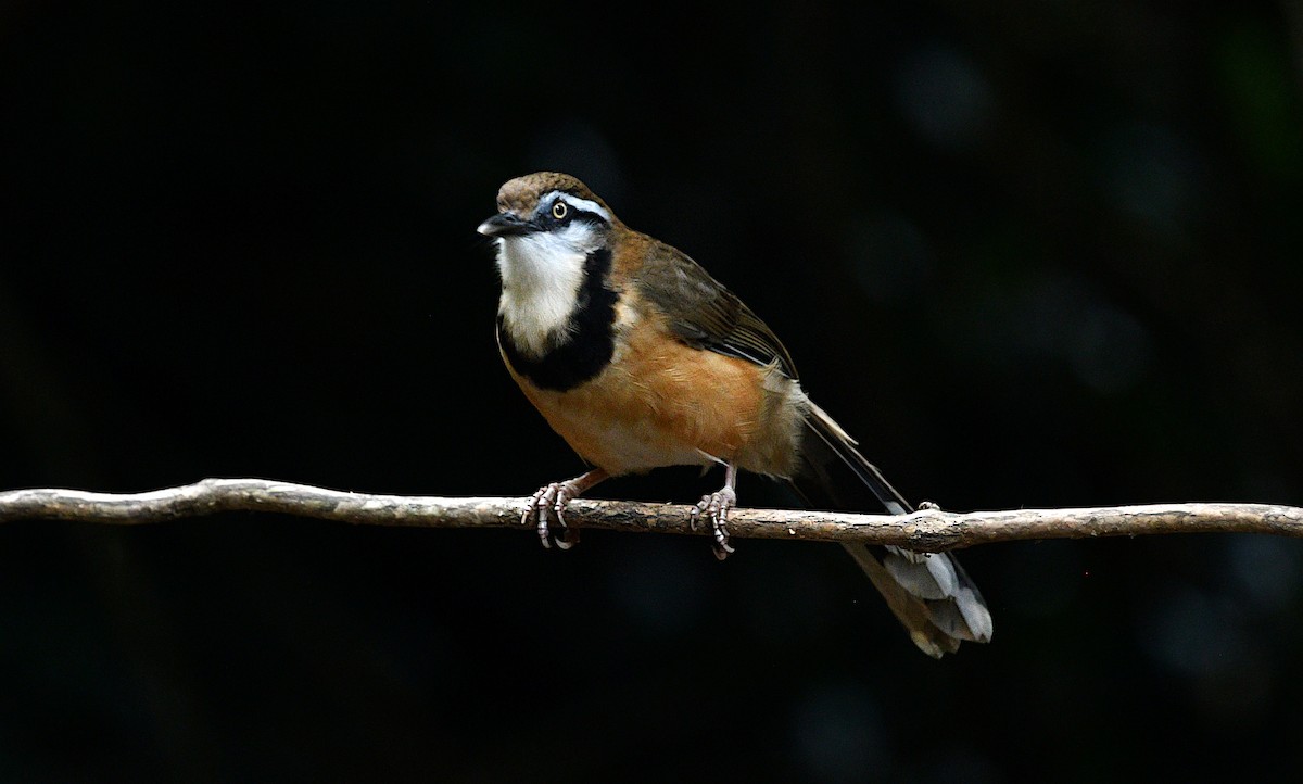 Lesser Necklaced Laughingthrush - ML646681068