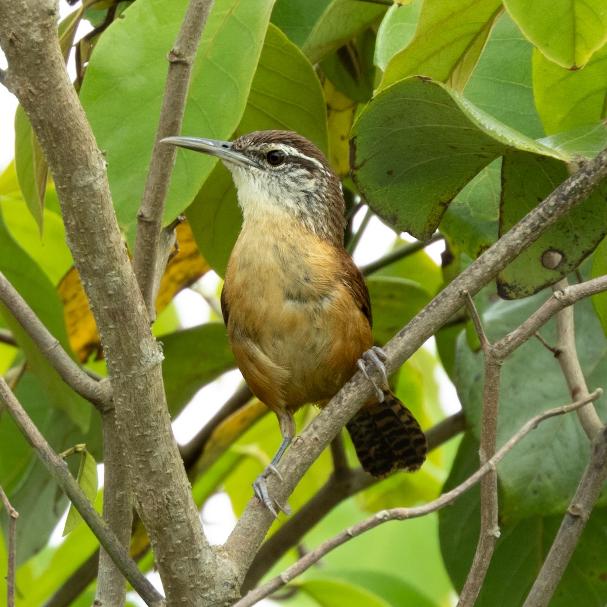 Long-billed Wren - ML646681069