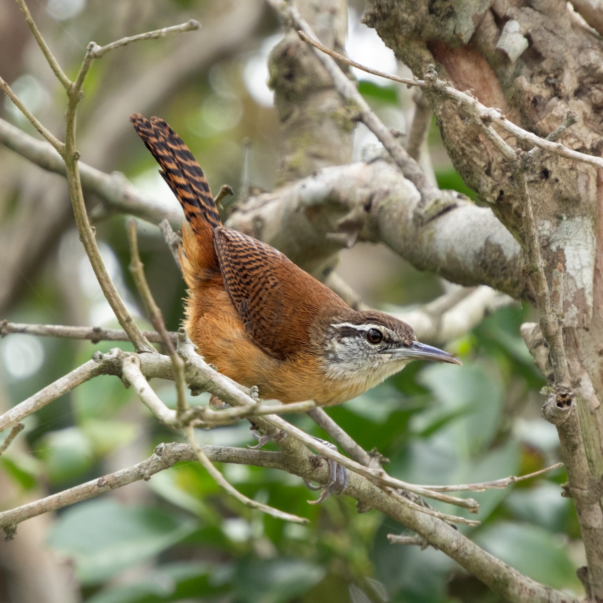Long-billed Wren - ML646681070
