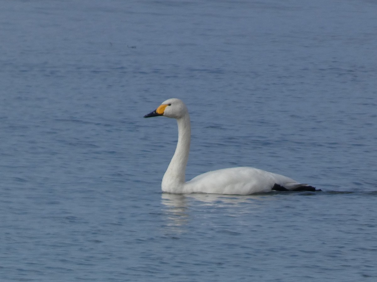 Лебідь чорнодзьобий - ML646681071