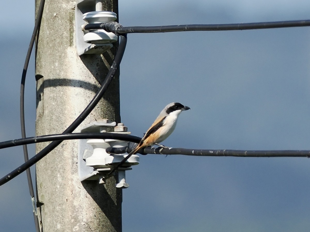 Long-tailed Shrike - ML646681072