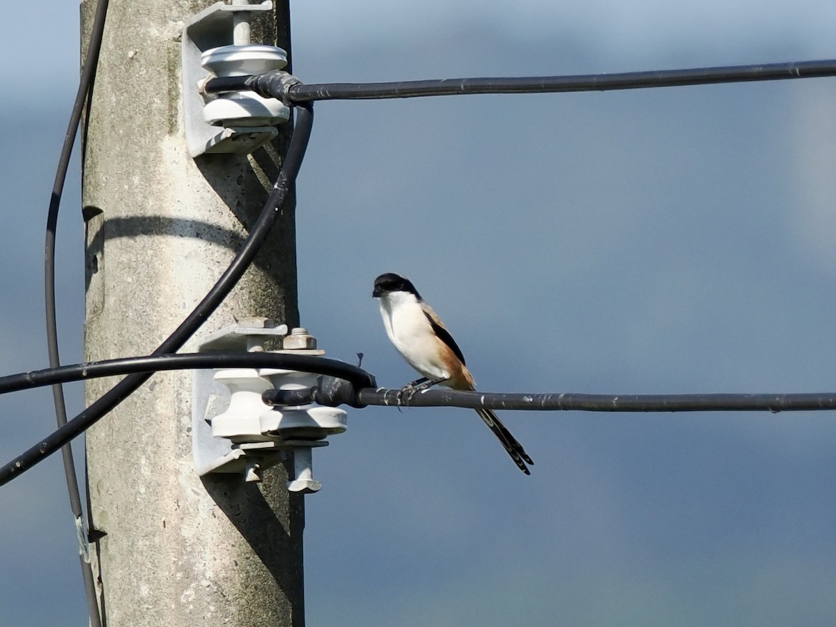 Long-tailed Shrike - ML646681073
