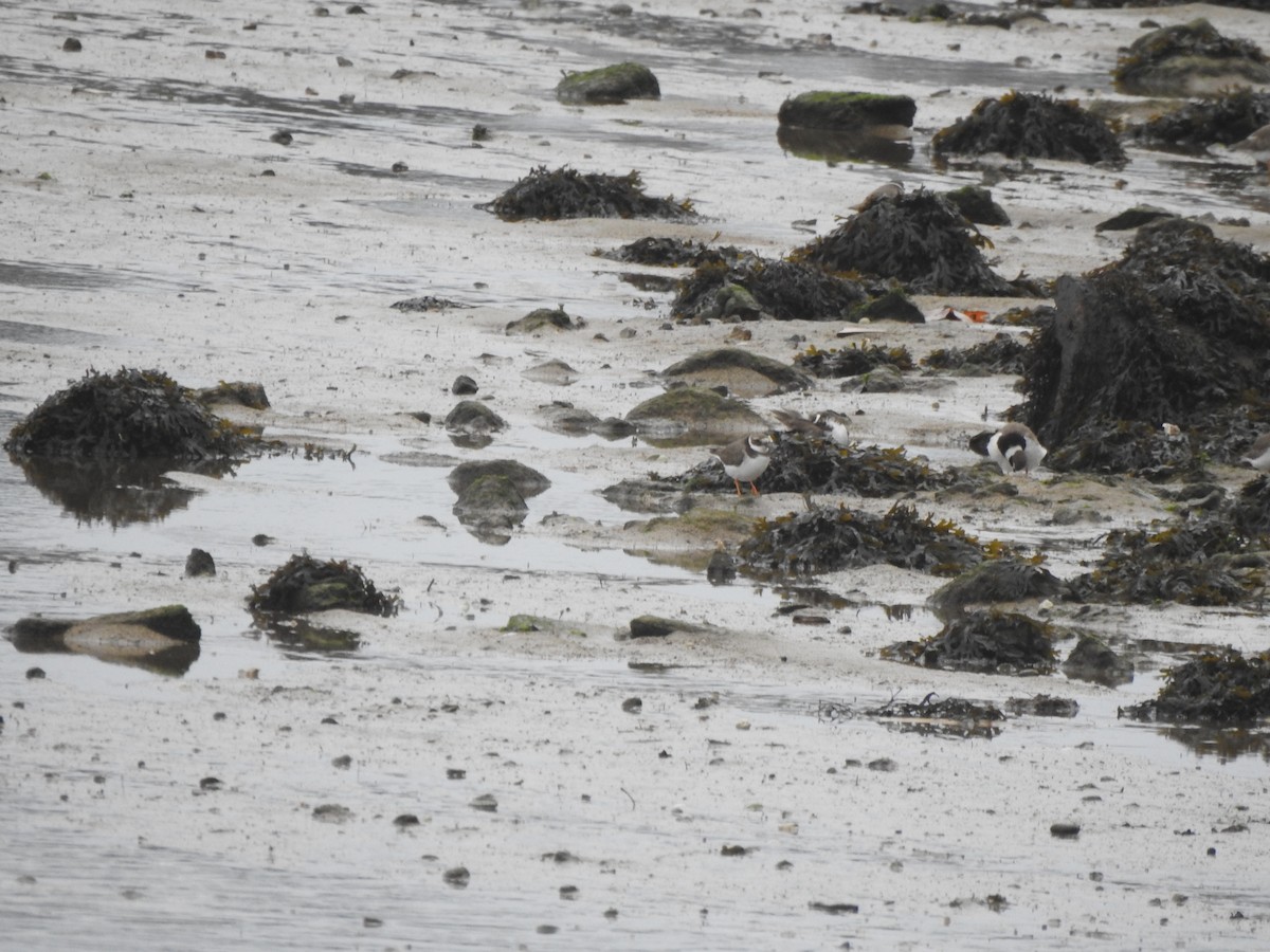 Common Ringed Plover - ML646681074