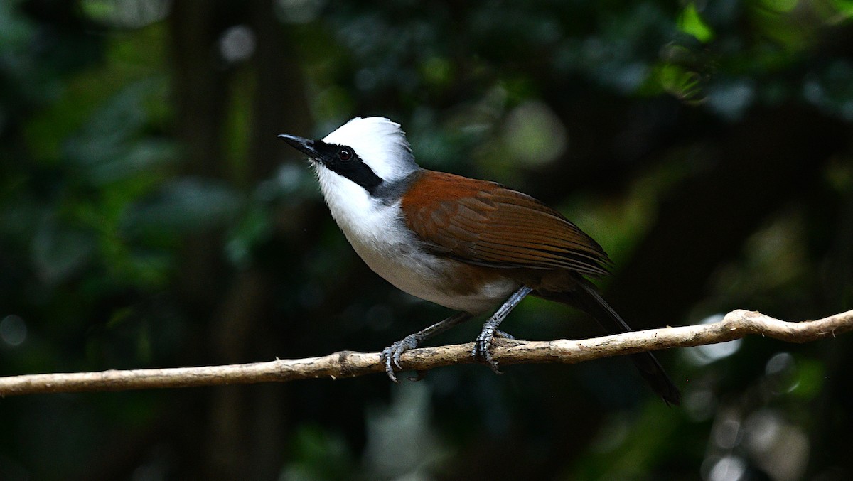 White-crested Laughingthrush - ML646681075