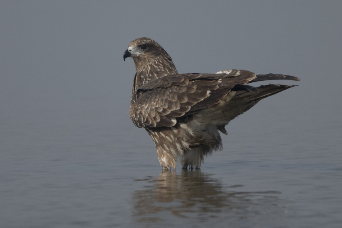 Black Kite - ML646681076