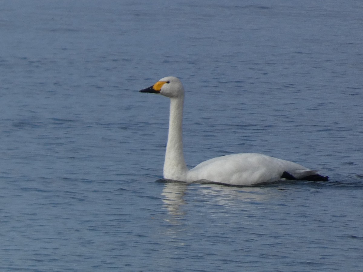 Лебідь чорнодзьобий - ML646681077