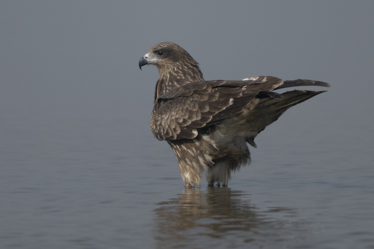 Black Kite - ML646681078