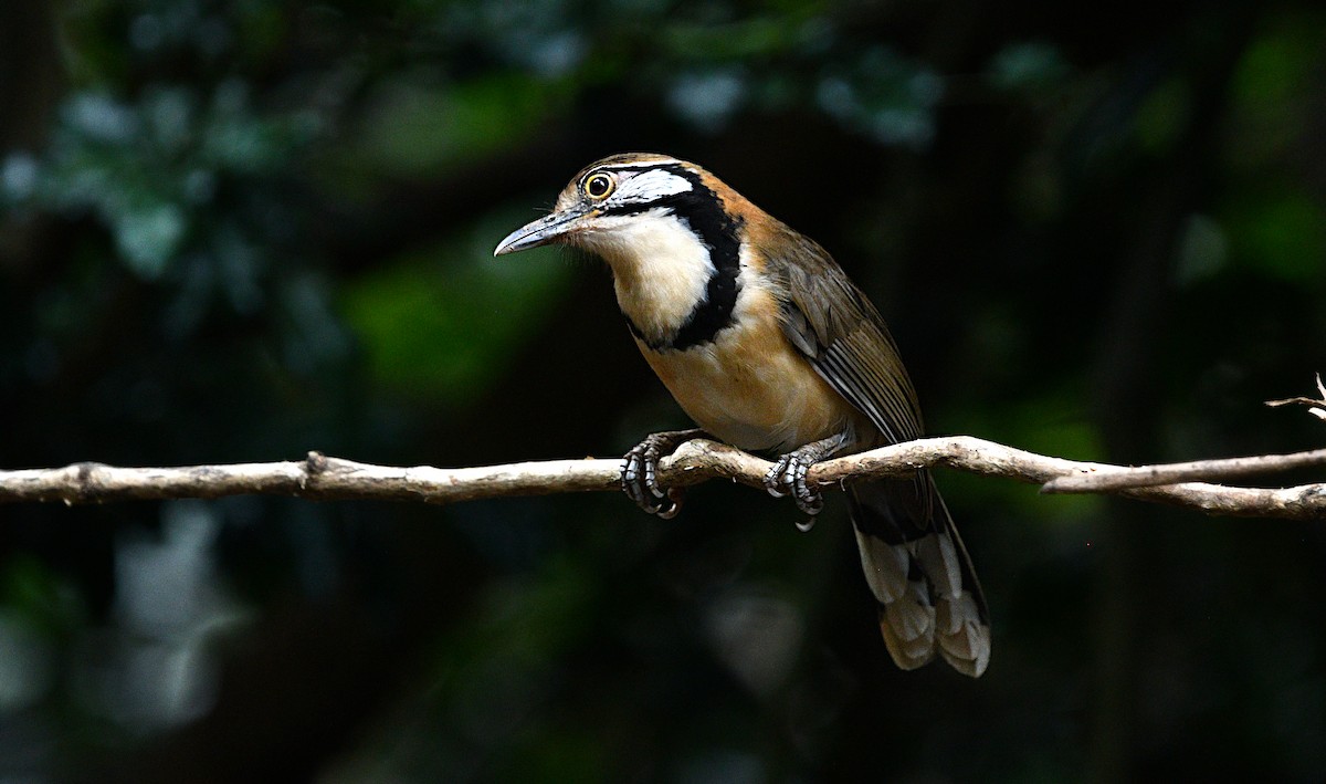 Greater Necklaced Laughingthrush - ML646681079
