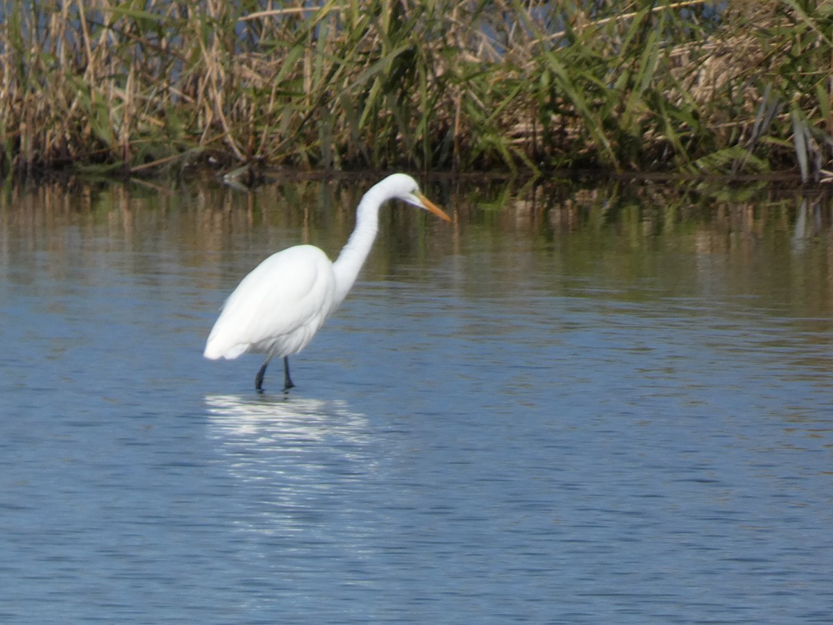 Чапля середня - ML646681080