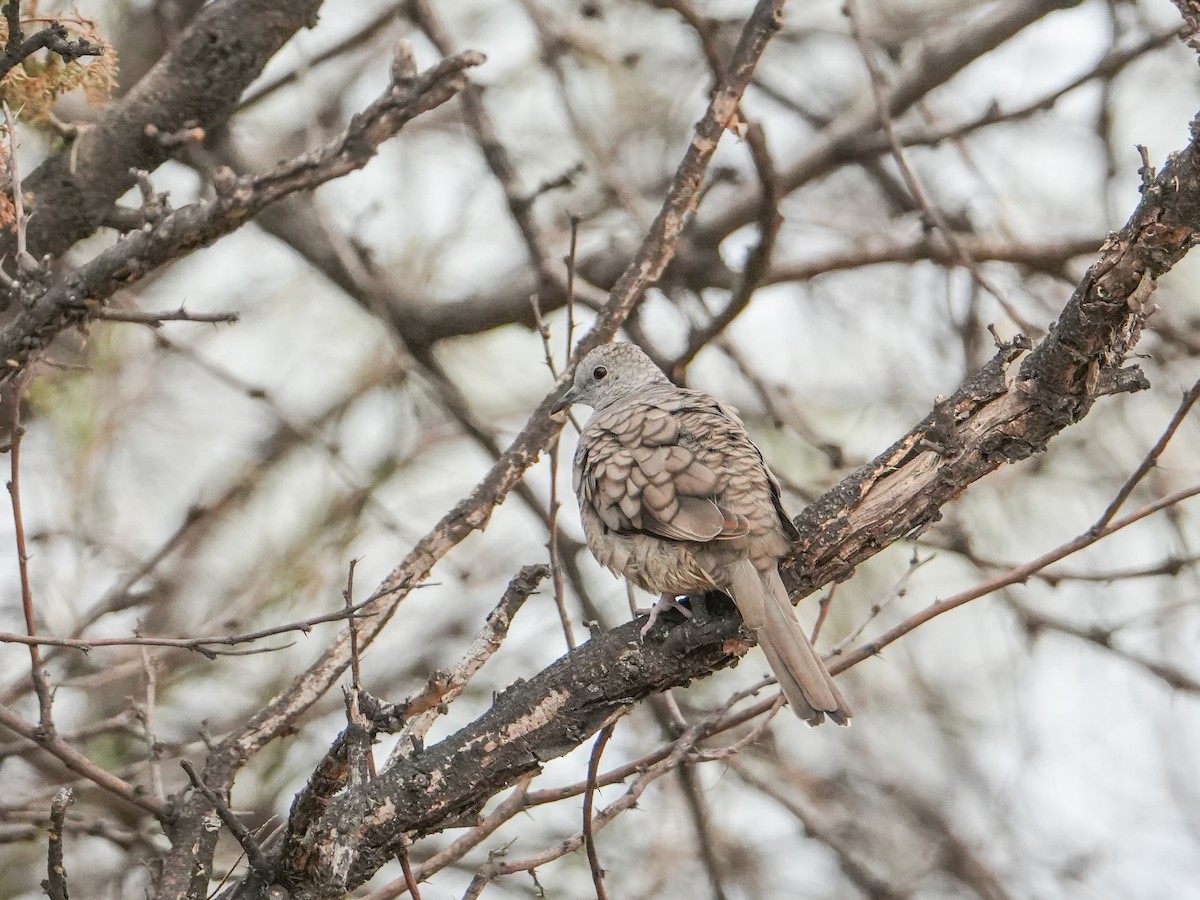 Inca Dove - ML646681082