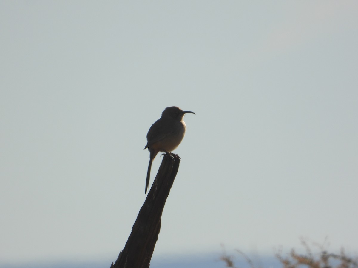 LeConte's Thrasher - ML646681083