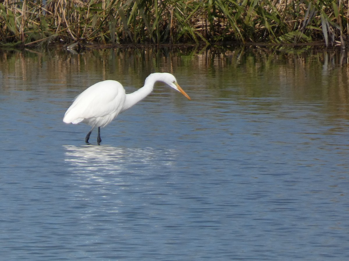 Чапля середня - ML646681084