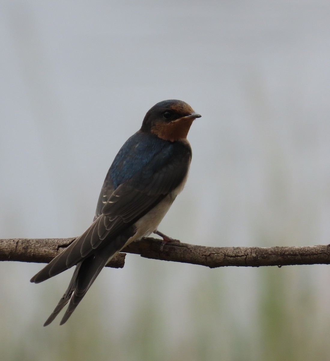 Haberci Kırlangıç - ML646681085