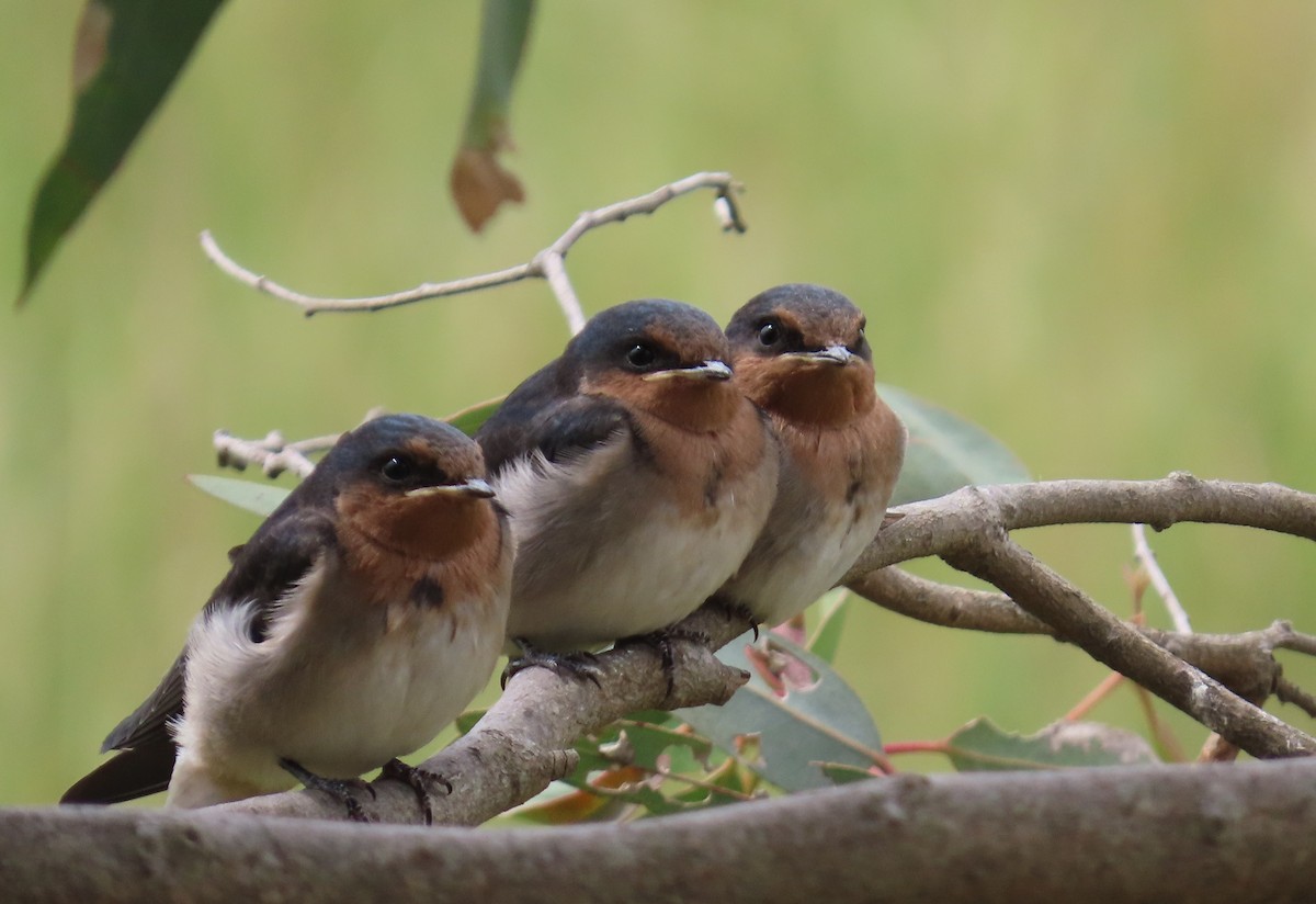 Haberci Kırlangıç - ML646681086