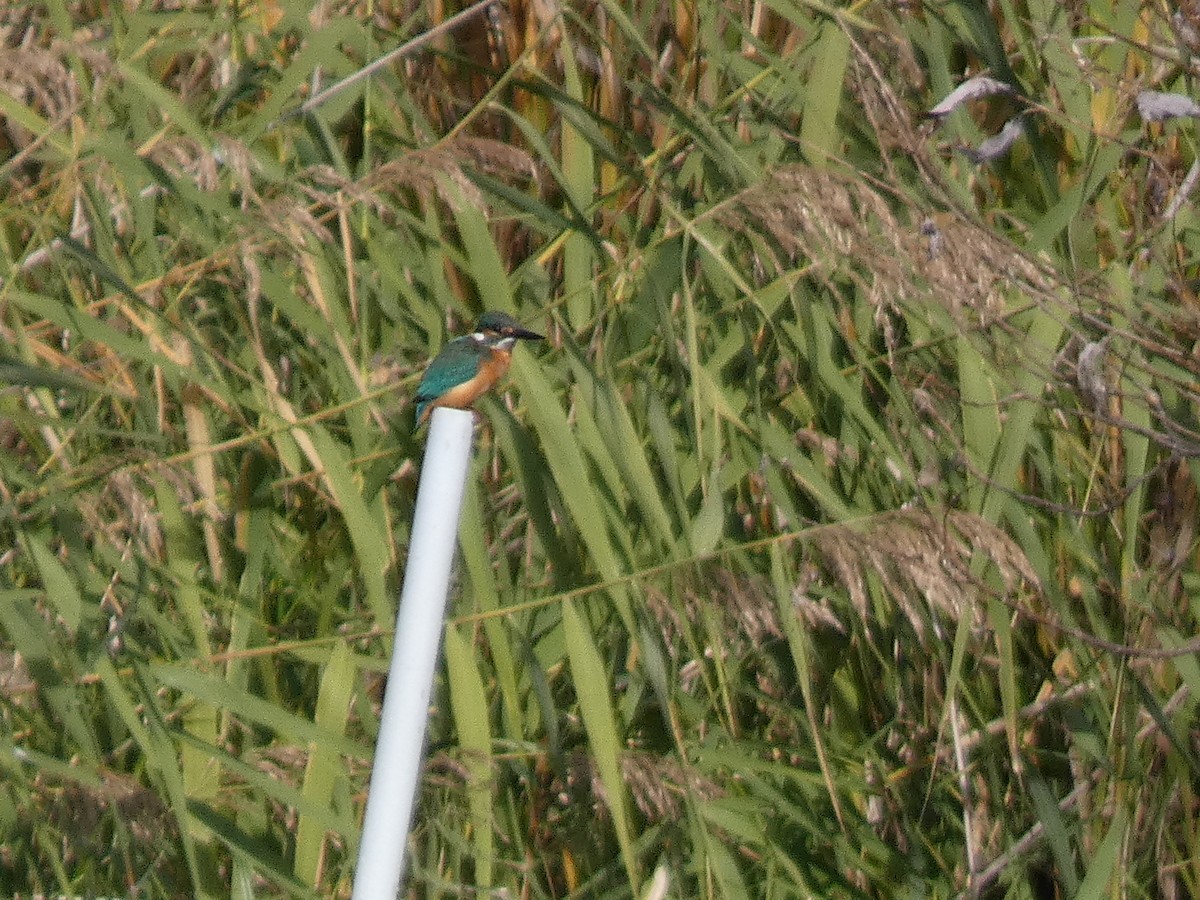 Рибалочка блакитний - ML646681087