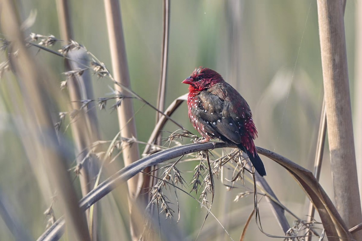 tigerastrild - ML646681089