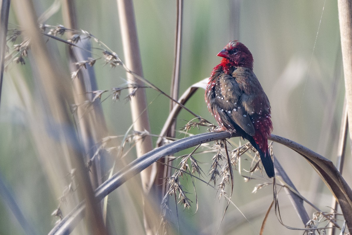 tigerastrild - ML646681090