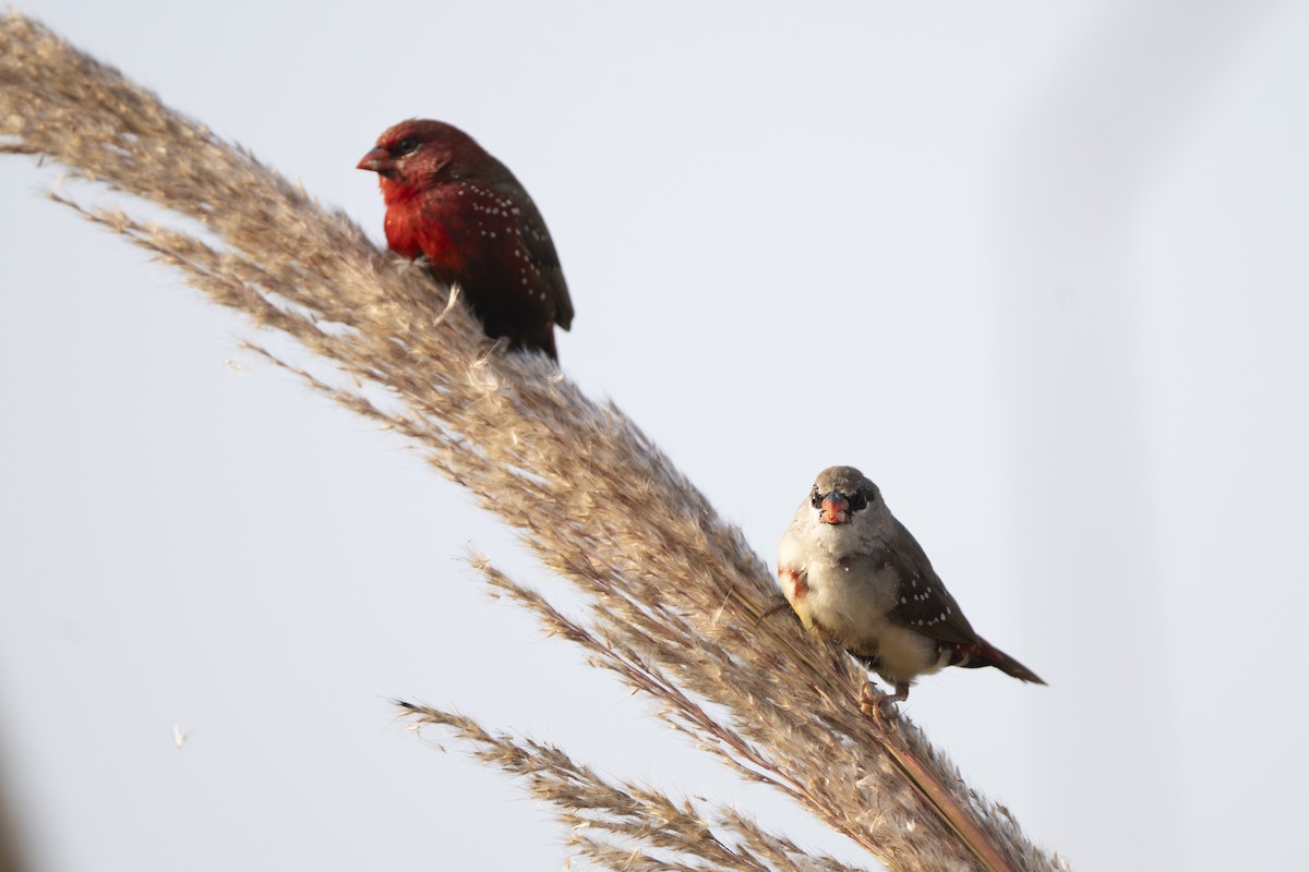 tigerastrild - ML646681091