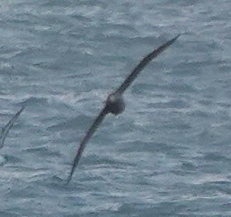 Southern/Northern Giant-Petrel - ML646681092