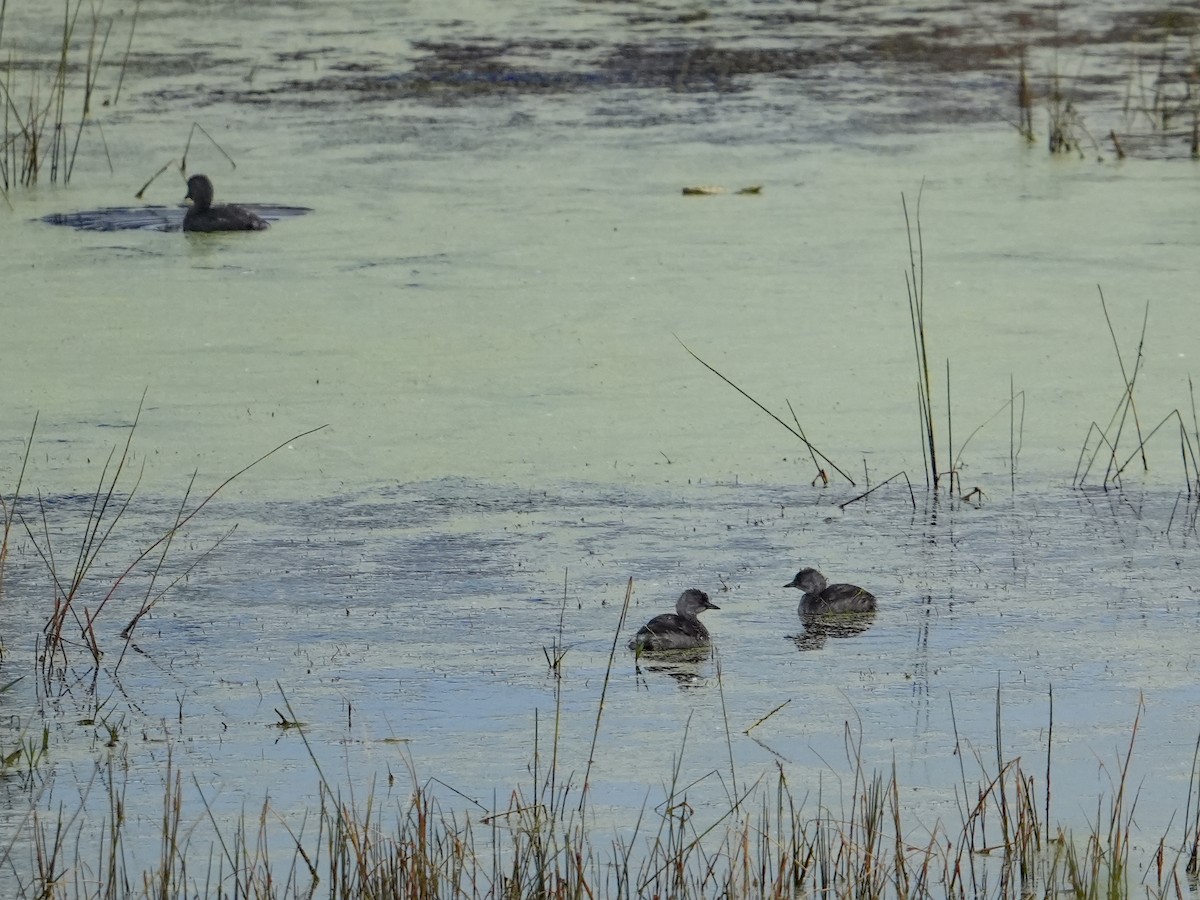 ヒメカイツブリ - ML646681093