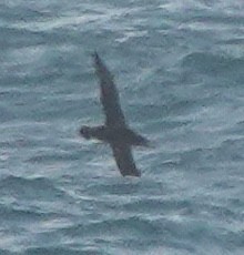 Southern/Northern Giant-Petrel - ML646681095