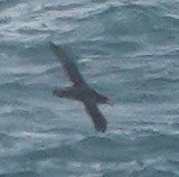 Southern/Northern Giant-Petrel - ML646681097