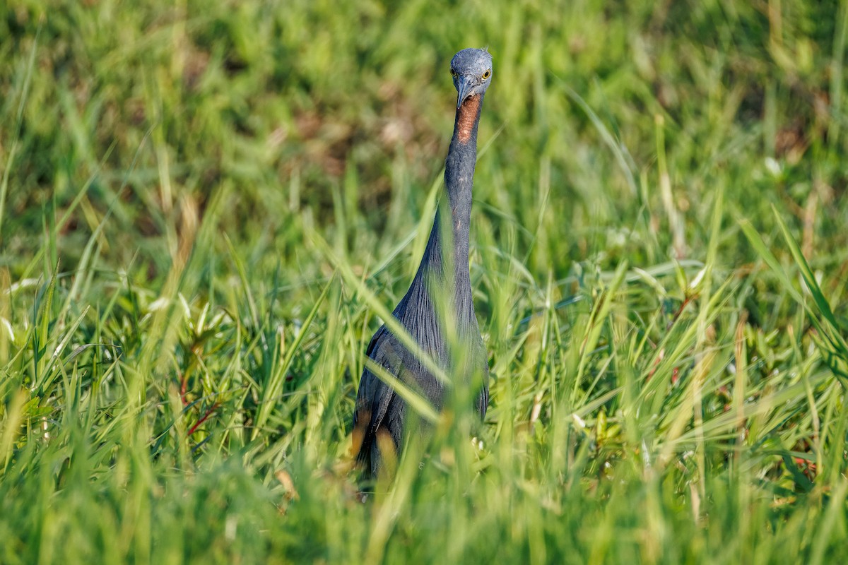 Slaty Egret - ML646681099