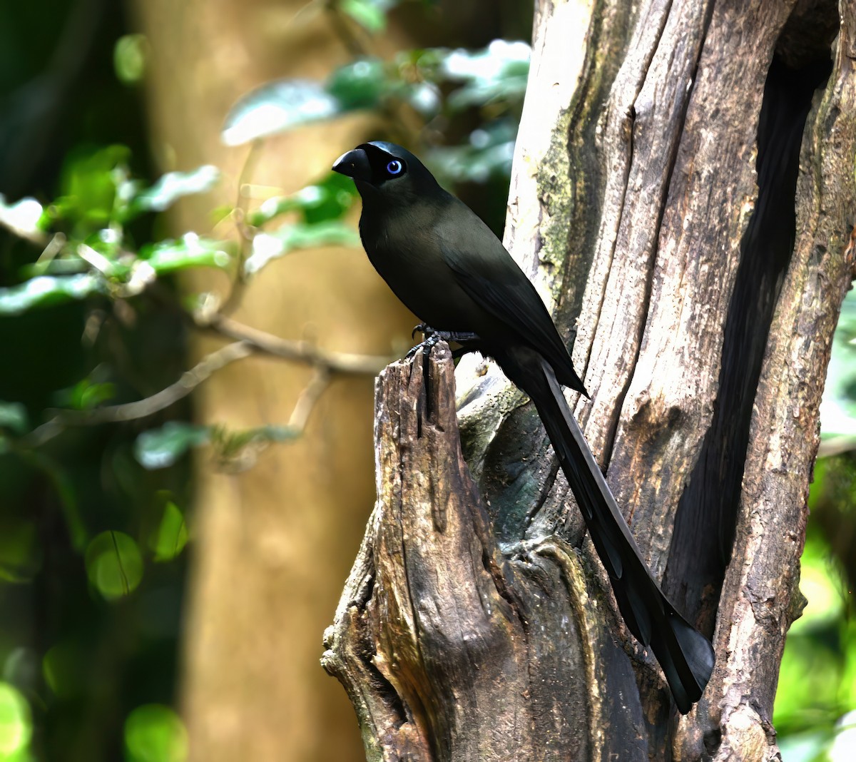 Ракетохвостая сорока - ML646681101