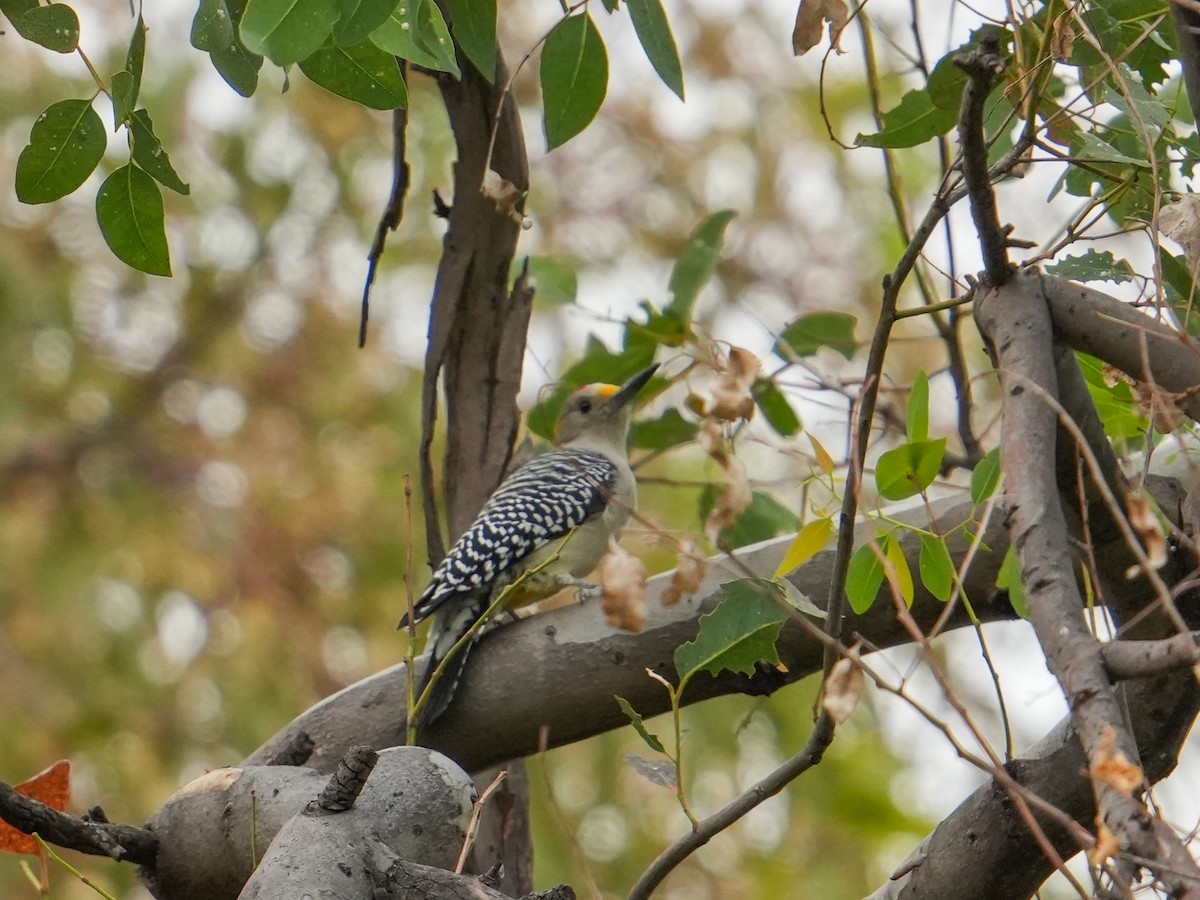 キバナシマセゲラ - ML646681112