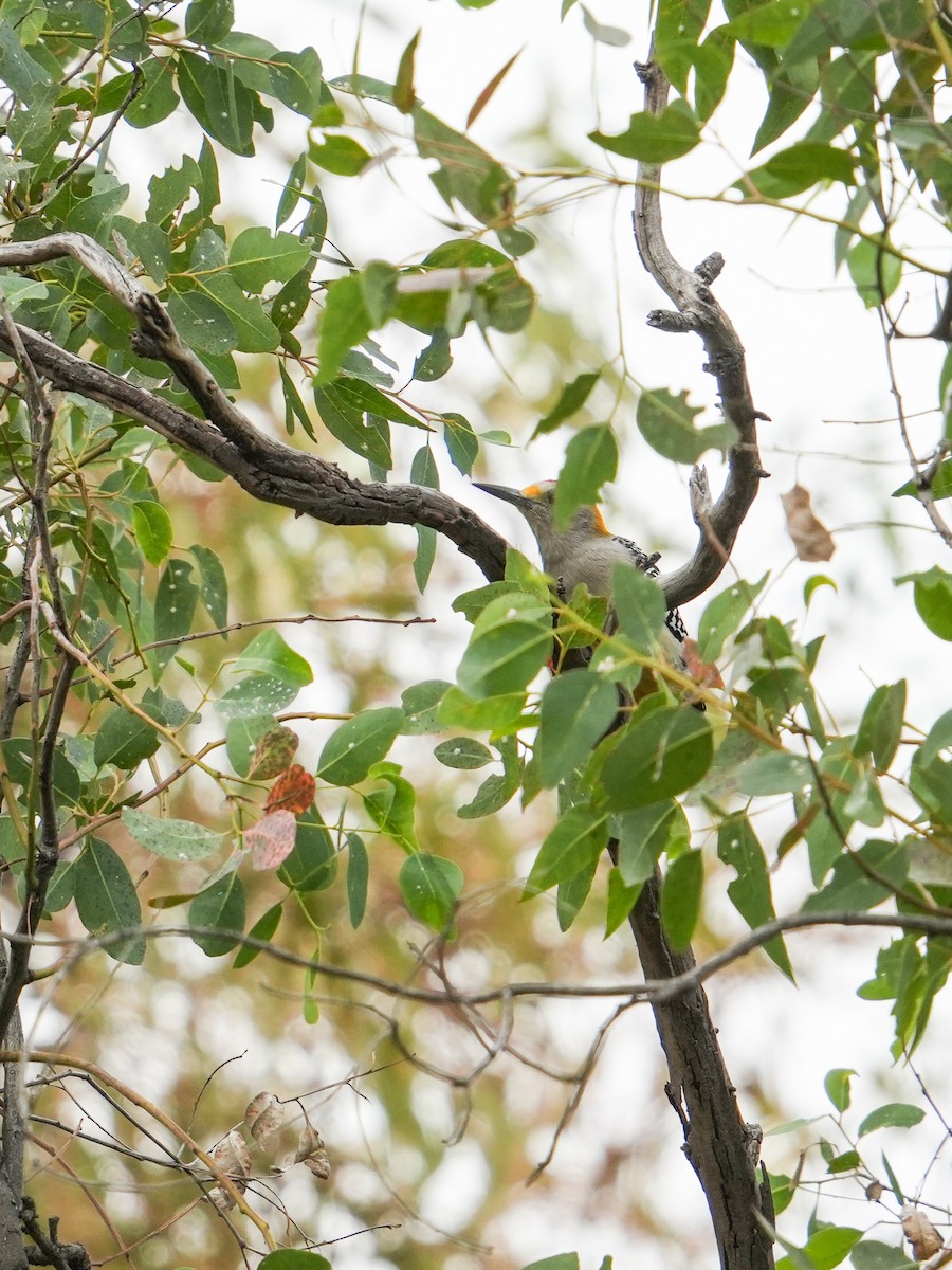 キバナシマセゲラ - ML646681113