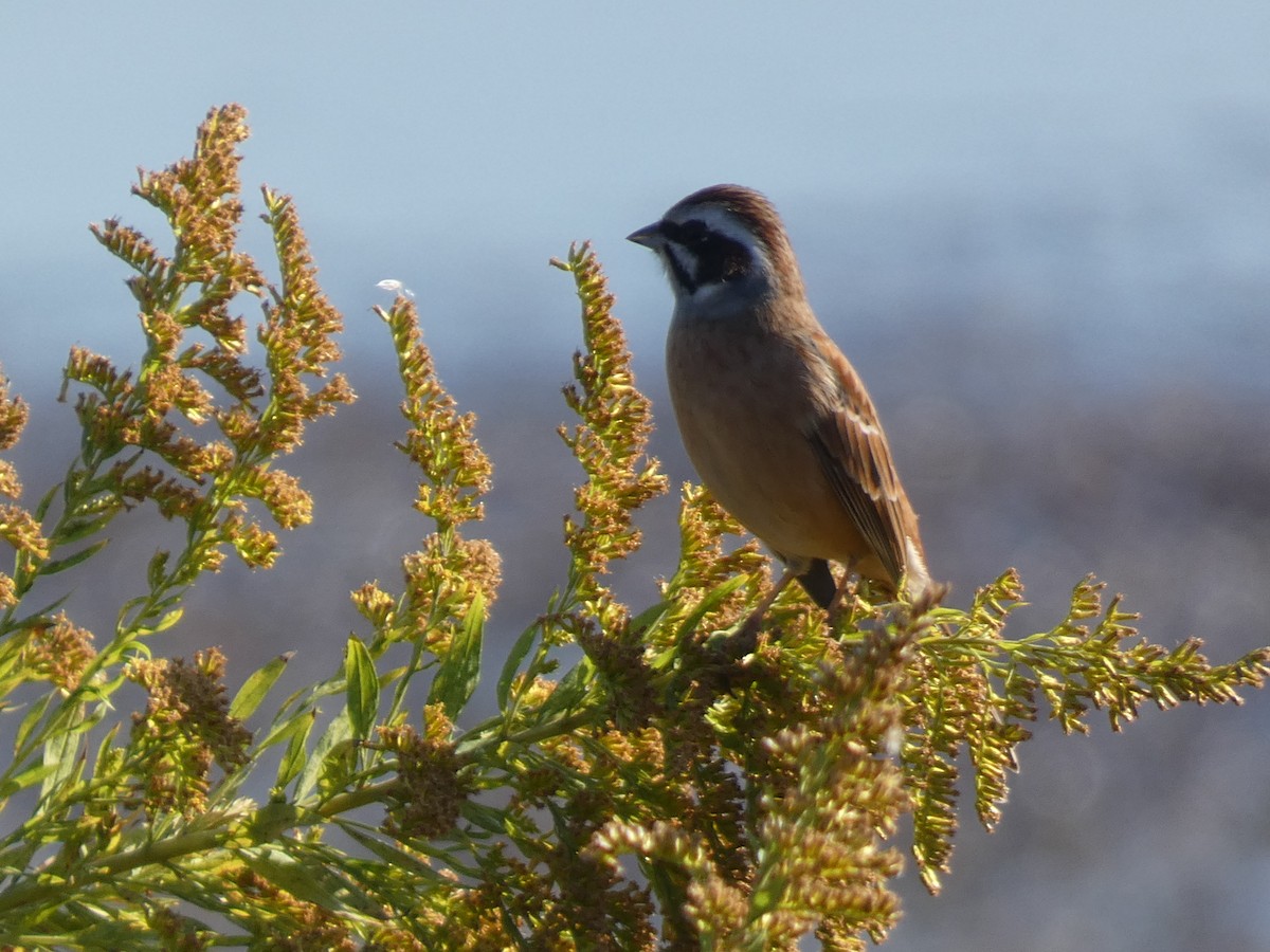Вівсянка чорновуса - ML646681115