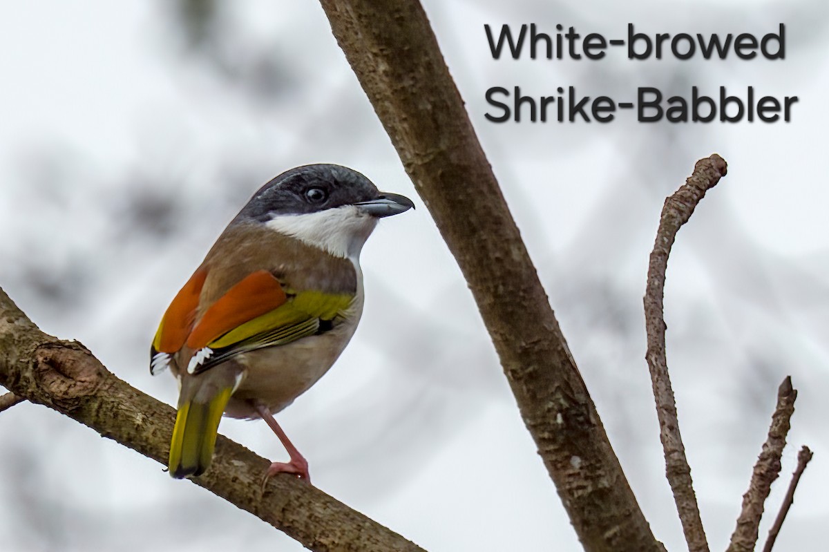 White-browed Shrike-Babbler - ML646681117