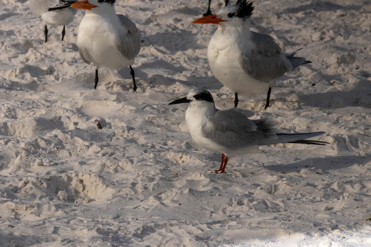 Maskeli Sumru - ML646681119