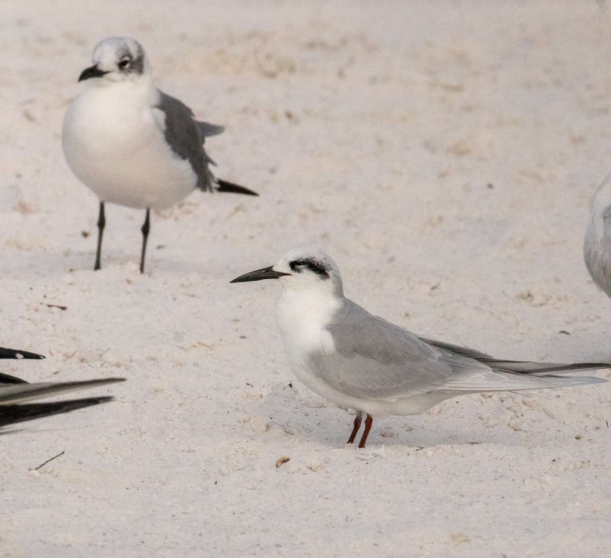 Maskeli Sumru - ML646681120