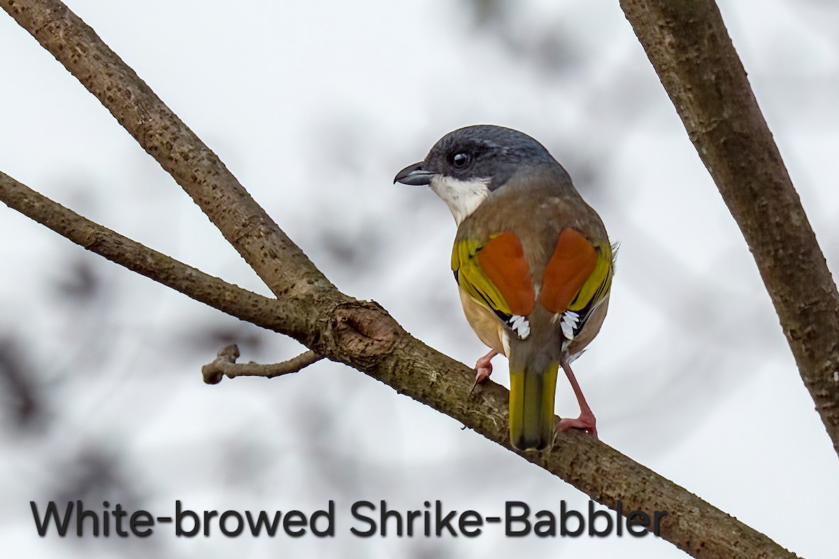 White-browed Shrike-Babbler - ML646681122