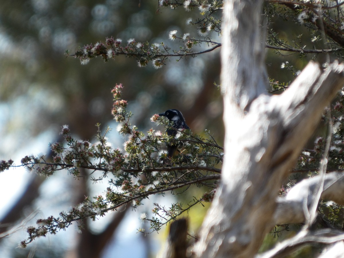 New Holland Honeyeater - ML646681123