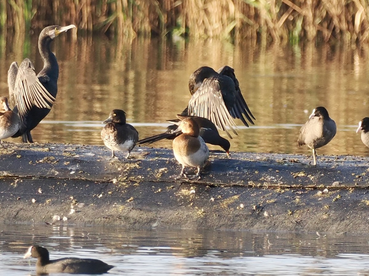 Great Cormorant - ML646681124