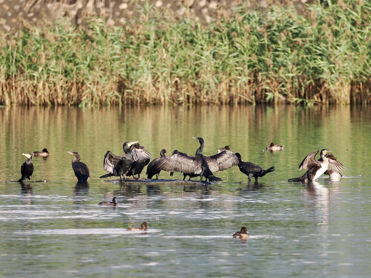 Great Cormorant - ML646681125