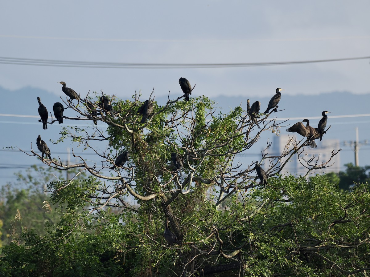Great Cormorant - ML646681126