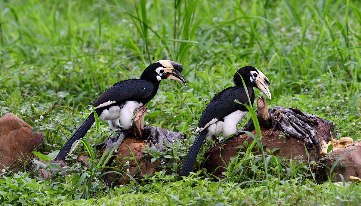 Oriental Pied-Hornbill - ML646681127