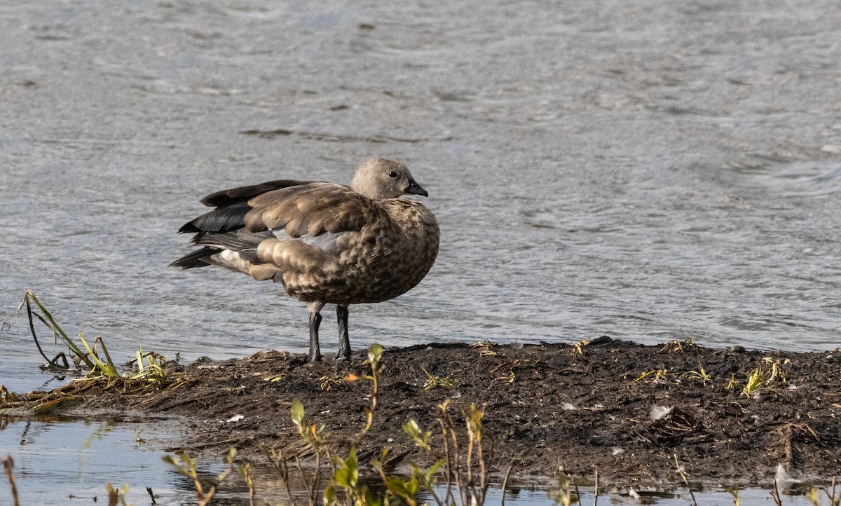Blue-winged Goose - ML646681128